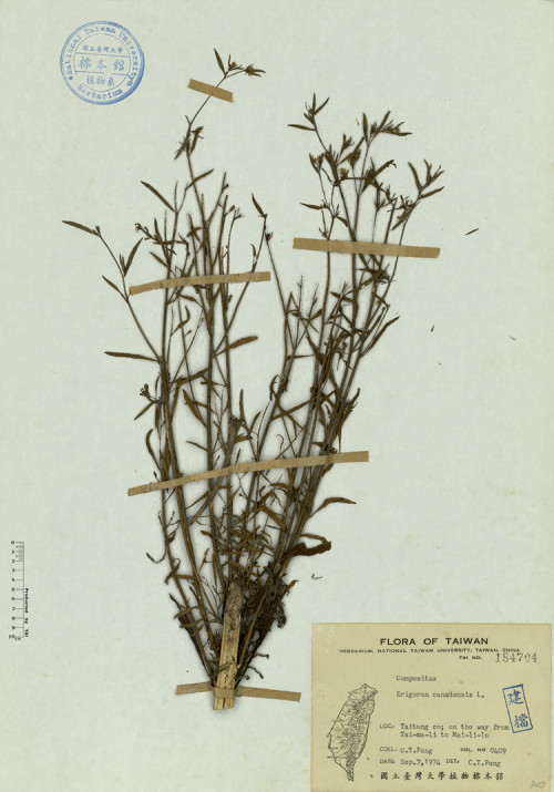 Erigeron canadensis L._標本_BRCM 4538