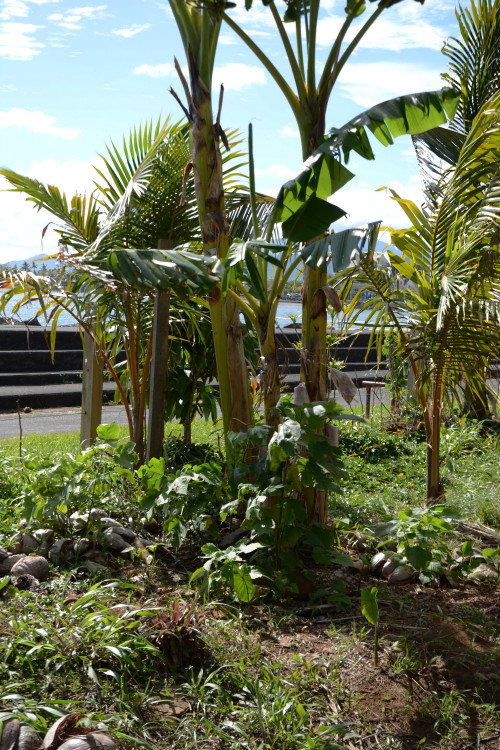 薩摩亞_島上栽植的構樹