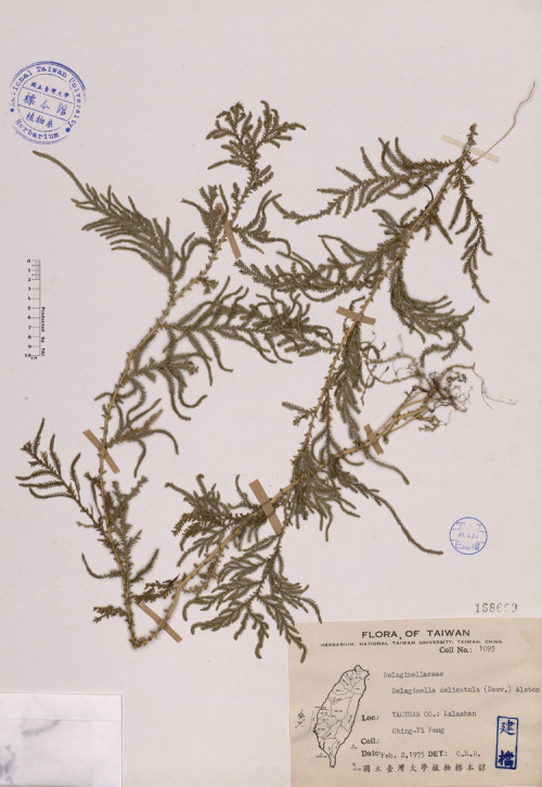 Selaginella delicatula (Desv.) Alston_標本_BRCM 4024