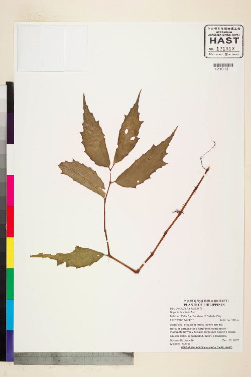 Begonia lancifolia標本_BRCM 2277