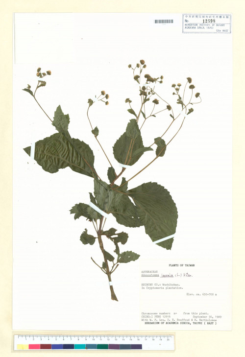 Adenostemma lavenia (L.) Kuntze_標本_BRCM 7264