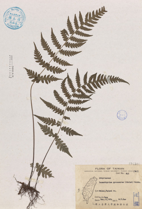 Lunaathyrium pycnosorum (Christ) Koidz._標本_BRCM 4596