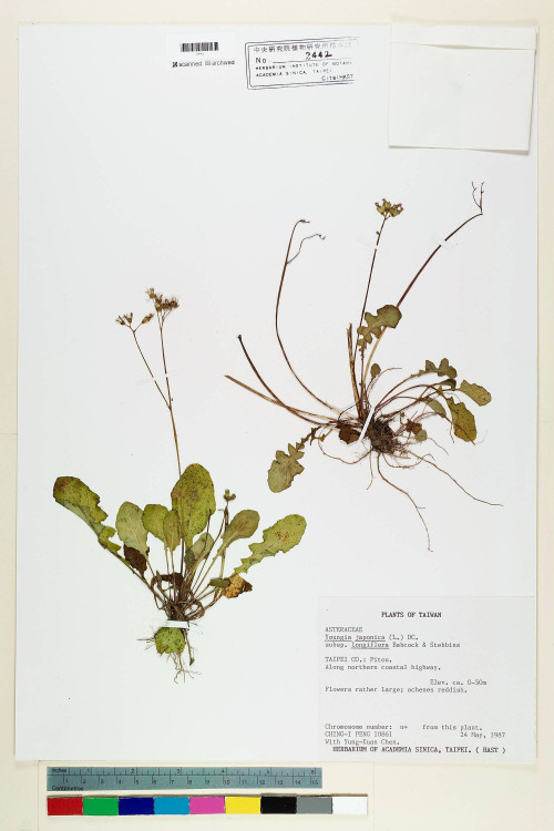 Youngia japonica (L.) DC. subsp. longiflora Babc. & Stebbins_標本_BRCM 5497