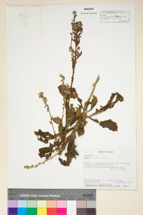 Blumea laciniata (Roxb.) DC._標本_BRCM 4849