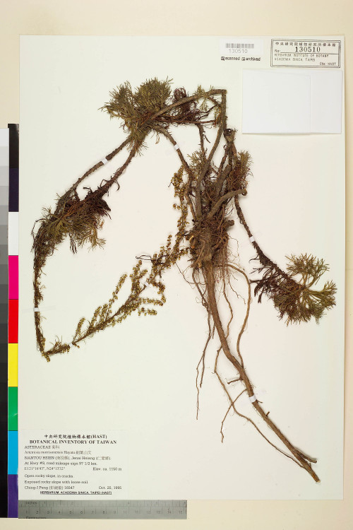 Artemisia morrisonensis Hayata_標本_BRCM 7479