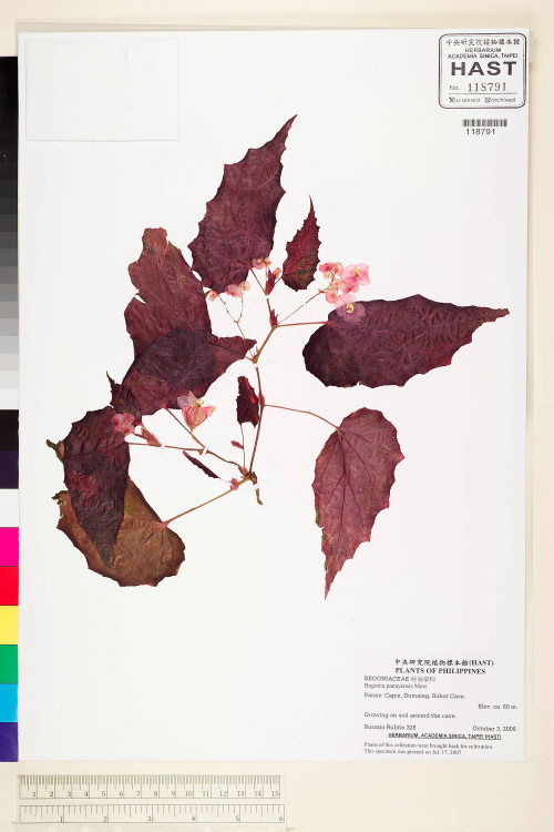 Begonia panayensis標本_BRCM 2246