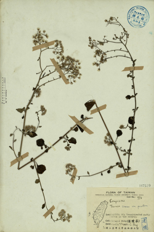 Veronia cinerea var. parviflora_標本_BRCM 3875