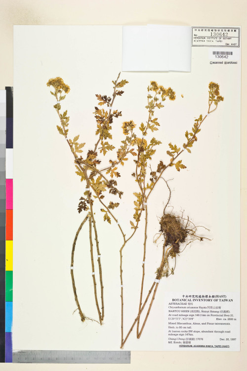 Chrysanthemum arisanense Hayata_標本_BRCM 7510