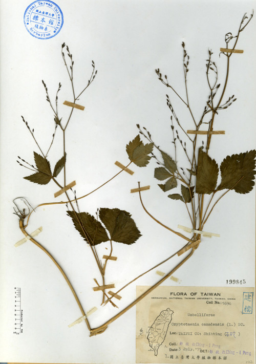 Cryptotaenia canadensis (L.) DC._標本_BRCM 4630