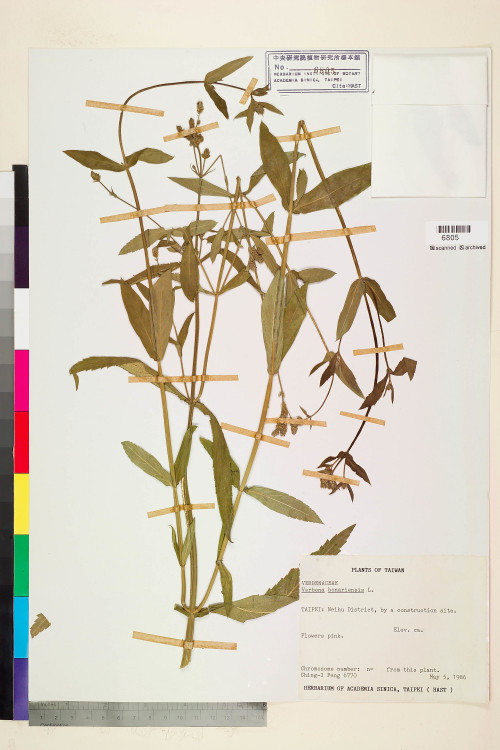 Verbena bonariensis L._標本_BRCM 6013