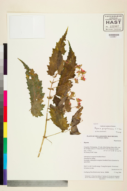 Begonia gungshanensis標本_BRCM 2390