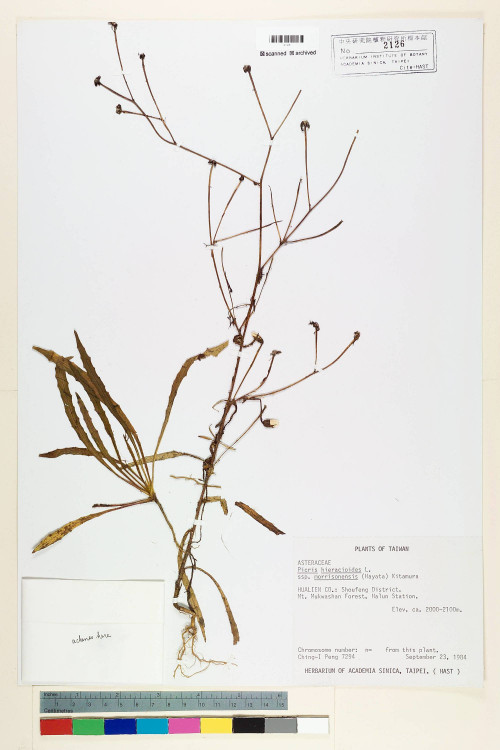 Picris hieracioides L. subsp. morrisonensis (Hayata) Kitam._標本_BRCM 6606