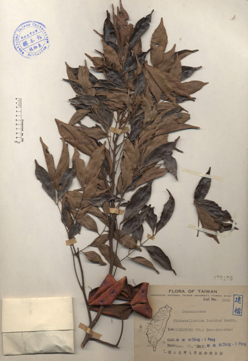 Pithecellobium lucidum Benth._標本_BRCM 4249