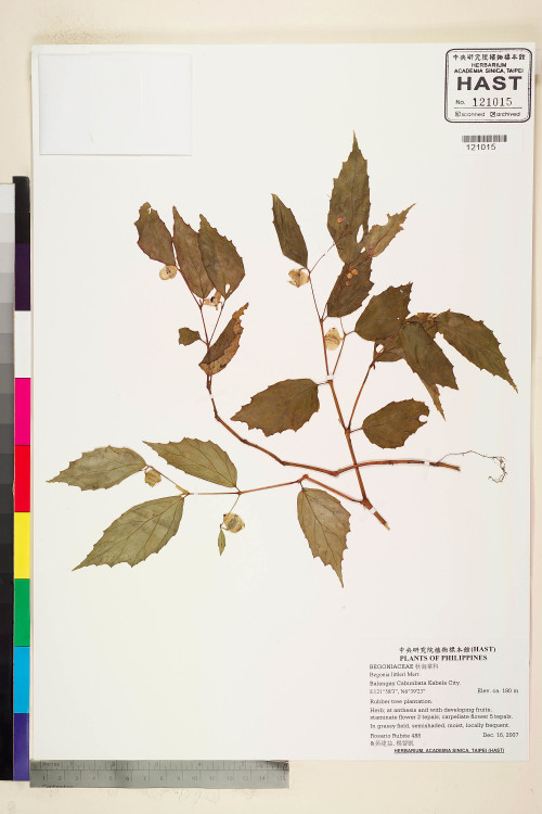 Begonia littleri標本_BRCM 2278