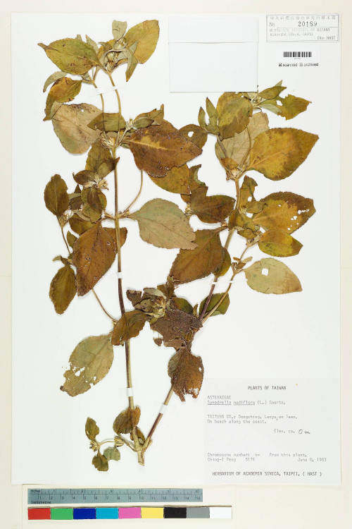 Synedrella nodiflora (L.) Gaertn._標本_BRCM 6368