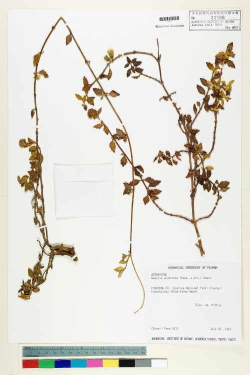 Wedelia prostrata (Hook. & Arn.) Hemsl._標本_BRCM 6408