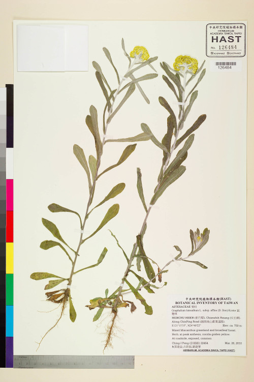 Gnaphalium luteoalbum L. subsp. affine (D. Don) Koster_標本_BRCM 5636