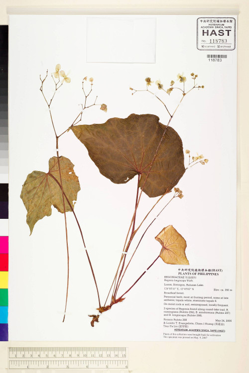Begonia longiscapa標本_BRCM 2238