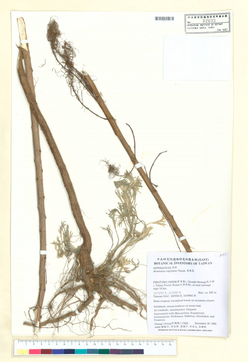 Artemisia capillaris Thunb._標本_BRCM 7547