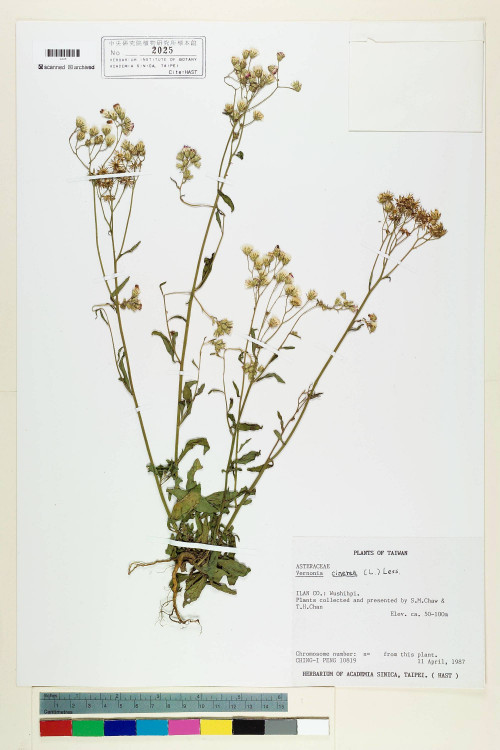 Vernonia cinerea (L.) Less._標本_BRCM 5124