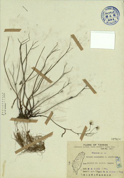 Ixeris chinensis f. lacerrima_標本_BRCM 3919