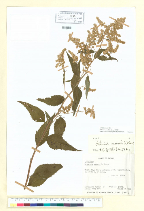Artemisia anomala S. Moore_標本_BRCM 6725