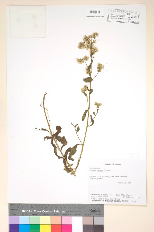 Blumea lacera (Burm. f.) DC._標本_BRCM 4853
