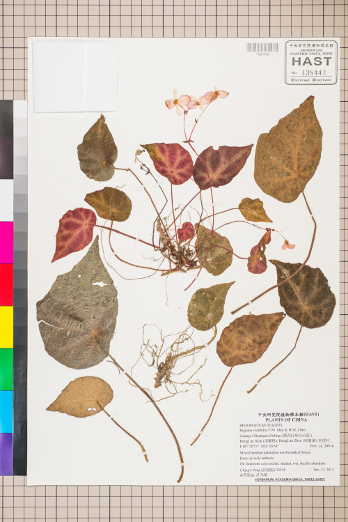 Begonia variifolia標本_BRCM 2737