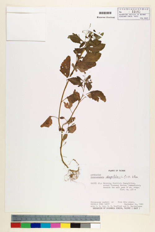 Dichrocephala integrifolia (L. f.) Kuntze_標本_BRCM 7260