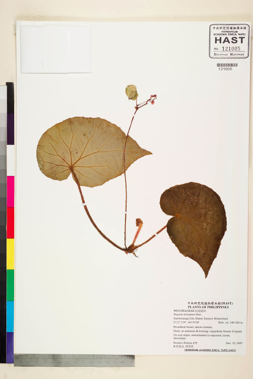 Begonia anisoptera標本_BRCM 2272
