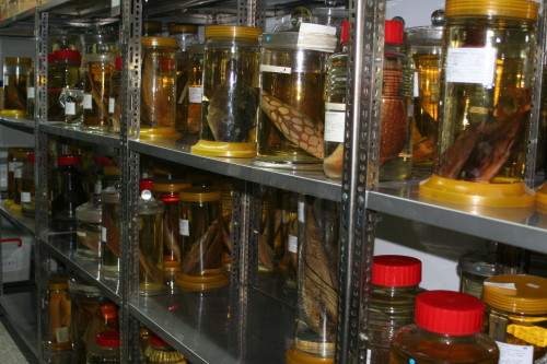 中央研究院生物多樣性研究博物館—魚類標本館之大型標本瓶儲存間