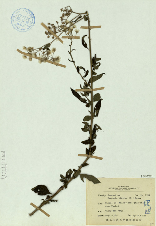 Vernonia cinerea (L.) Less._標本_BRCM 4578