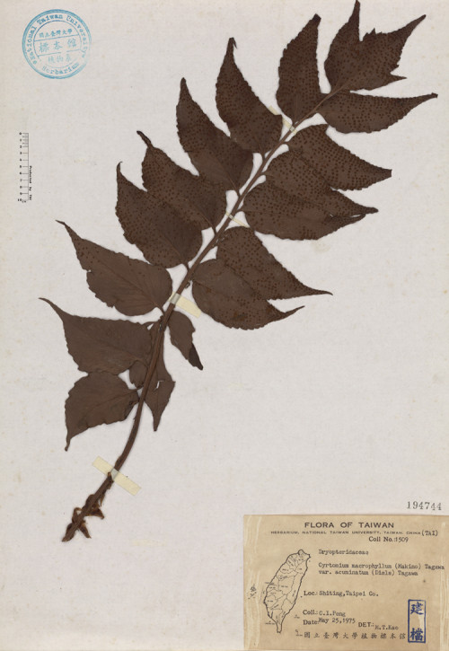 Cyrtomium macrophyllum (Makino) Tagawa var. acuminatum (Diels) Tagawa_標本_BRCM 4600