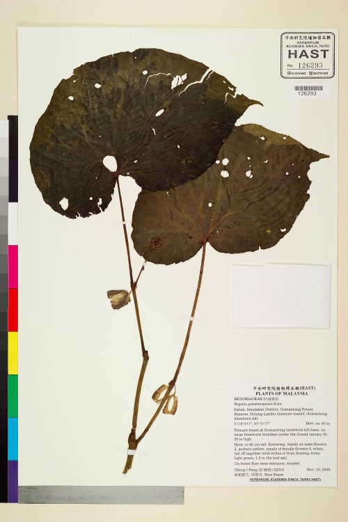 Begonia gomantongensis標本_BRCM 2476