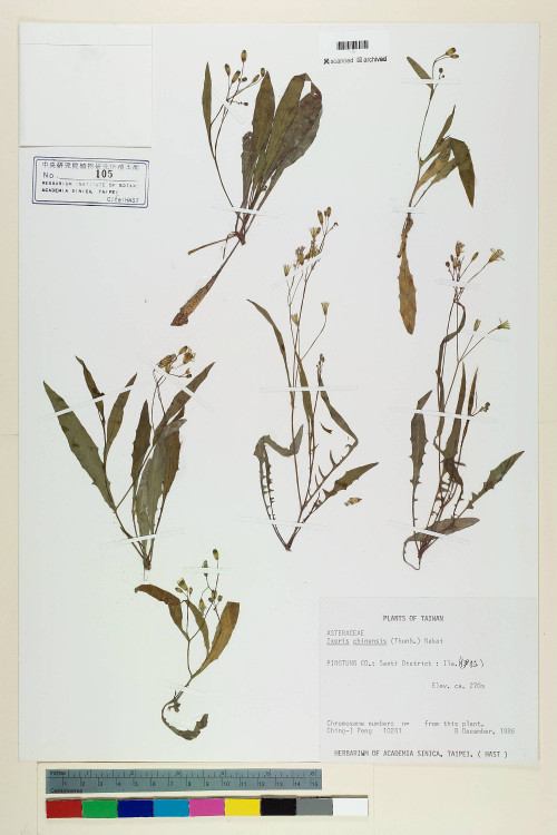 Ixeris chinensis (Thunb.) Nakai_標本_BRCM 6904