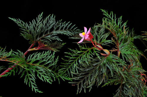 Begonia bipinnatifida J.J.Sm.