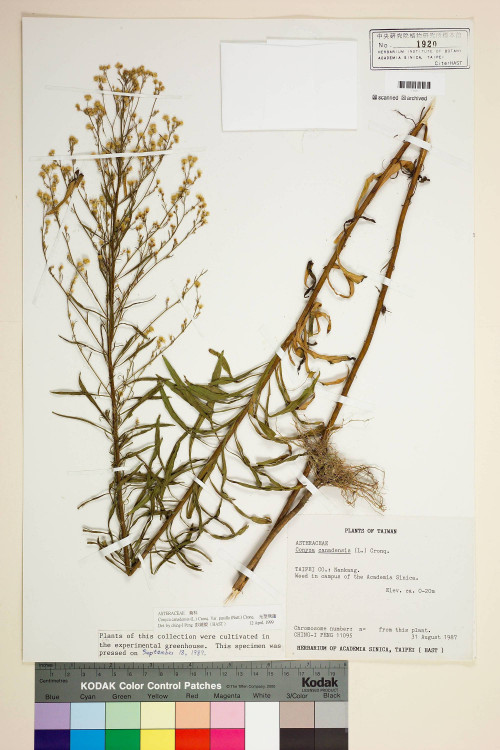Conyza canadensis (L.) Cronq. var. pusilla (Nutt.) Cronq._標本_BRCM 7023