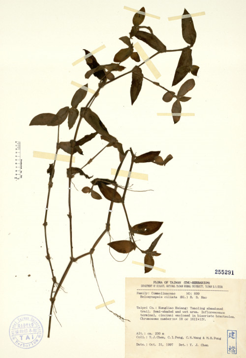 Belosynapsis ciliata (Bl.) R. S. Rao_標本_BRCM 4707