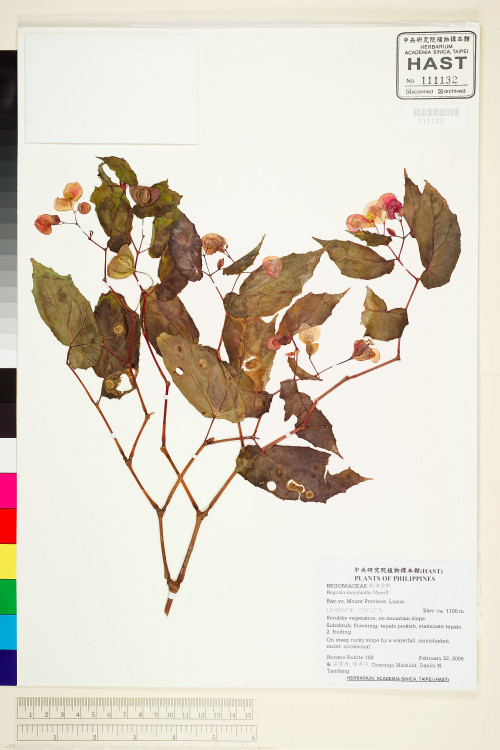 Begonia megalantha標本_BRCM 1944