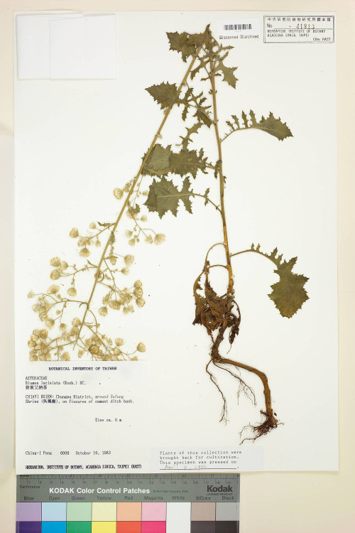 Blumea laciniata (Roxb.) DC._標本_BRCM 3737