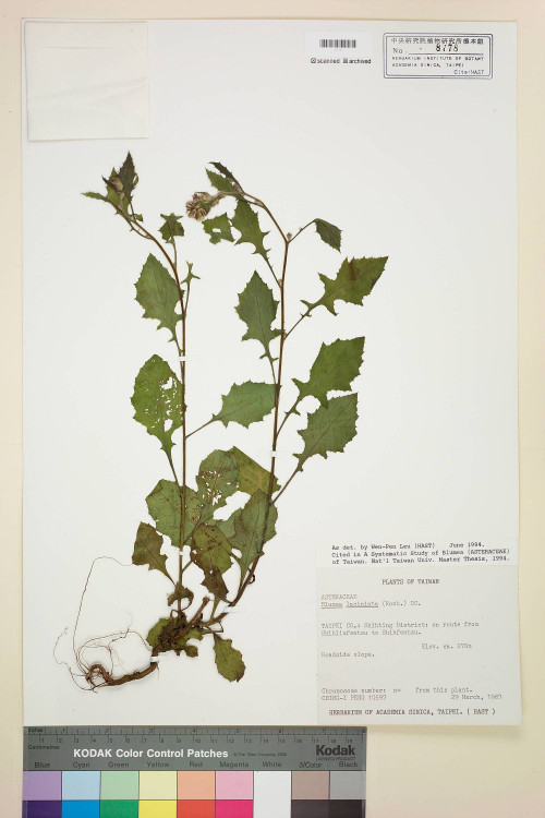 Blumea laciniata (Roxb.) DC._標本_BRCM 4856