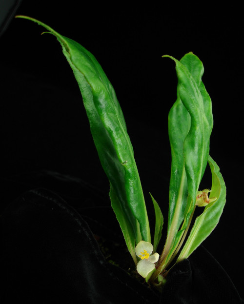 Begonia herbacea Vell.