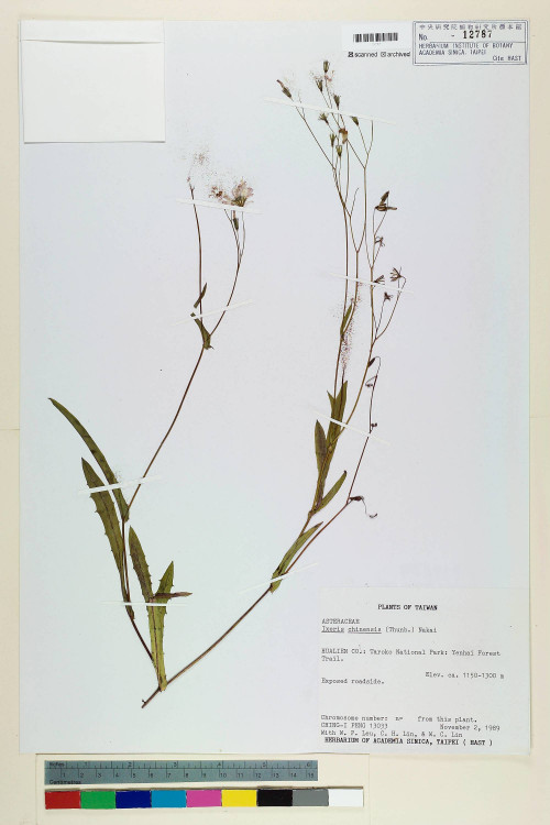 Ixeris chinensis (Thunb.) Nakai_標本_BRCM 7275
