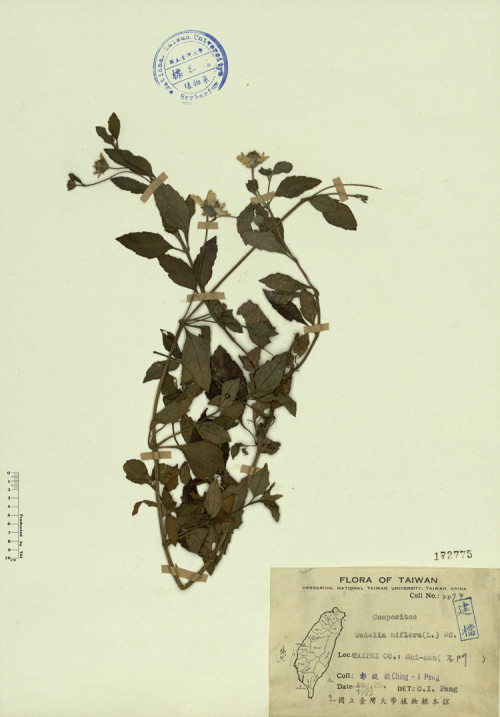 Wedelia biflora (L.) DC._標本_BRCM 4325
