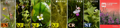 貢寮水梯田的植物多樣性