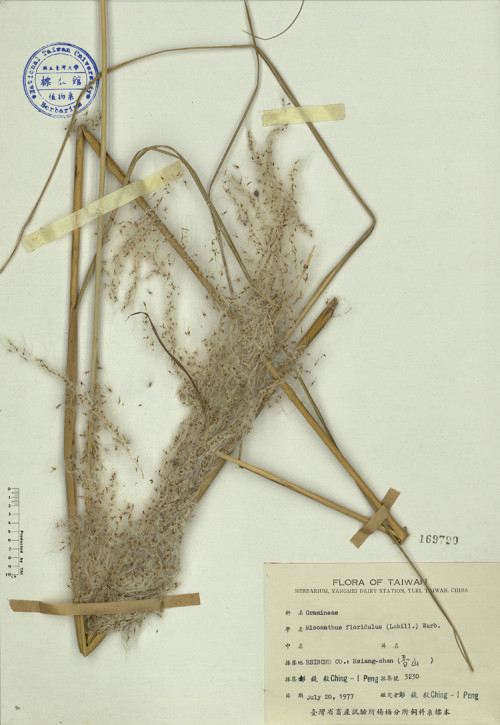 Miscanthus floridulus (Labill.) Warb._標本_BRCM 4116