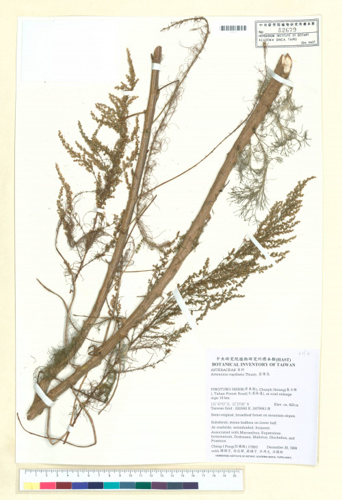 Artemisia capillaris Thunb._標本_BRCM 7544