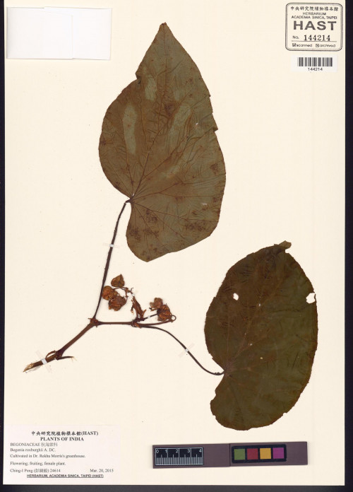 Begonia roxburghii標本_BRCM 8514