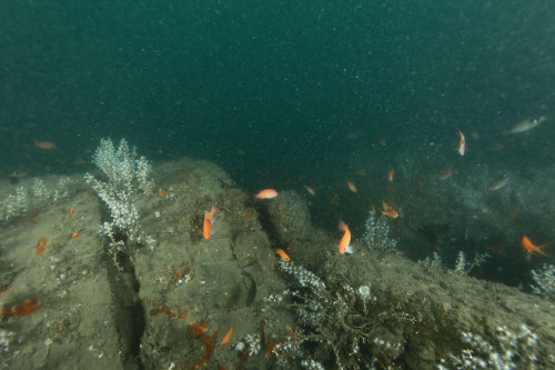 人工魚礁—林邊鋼鐵礁