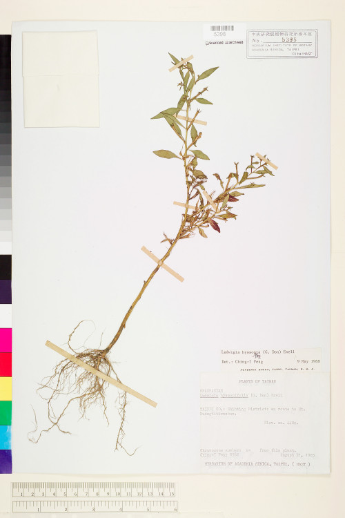 Ludwigia hyssopifolia (G. Don) Exell_標本_BRCM 3606